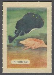 5 Electric Ray